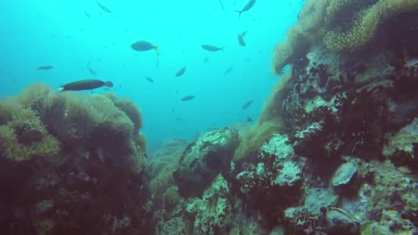 Marine scuba diving. Underwater tropical coral reef seascape. Huge giant grouper deep in ocean aquatic corals ecosystem. Large brindlebass or brown spotted cod or bumblebee. Water extreme sport hobby — Stock Video