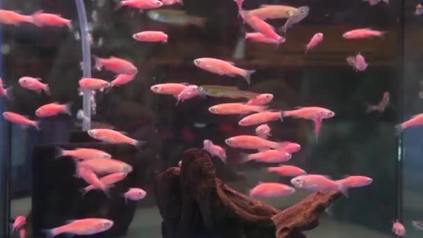 Egzotik dekoratif akvaryumdaki tropik balıkların çeşitliliği. Chatuchak balık pazarındaki hayvan dükkanlarında çeşitli ürünler. Tezgahlarda sergilenen renkli evcil hayvanları kapatın. Tezgahta satılık çeşitlilik, pazarda ticaret — Stok video