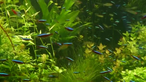 Coloridos peces pequeños fluorescentes vivos brillan en el acuario de agua dulce del río entre las algas verdes y las plantas acuáticas. Ecosistema luminoso brillante, tanque decorativo vibrante con peces diminutos bioluminiscentes . — Vídeo de stock