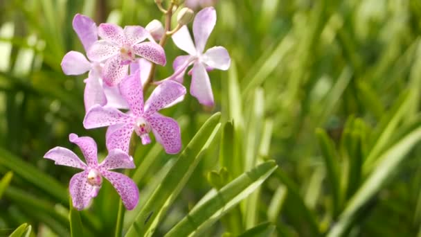 Suddig makro närbild, färgglada tropiska orkidé blomma i vår trädgård, mjuka kronblad bland soliga frodiga lövverk. Abstrakt naturlig exotisk bakgrund med kopieringsutrymme. Blommor och blad mönster — Stockvideo