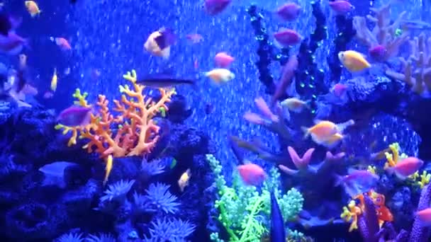 カラフルな鮮やかな魚の輝き、紫外線の下で紫色の水族館紫外線。紫色の蛍光熱帯の水生の楽園エキゾチックな背景、明るい光沢のある生態系、活気のあるファンタジー装飾ネオンタンク — ストック動画