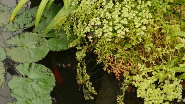 Grønne planter i tropisk dam. Forskellige grønne eksotiske planter vokser i rolige tropiske sø eller flod på solrig dag i parken – Stock-video