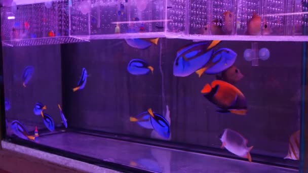 Diversidad de peces tropicales en acuario decorativo exótico. Surtido en las tiendas de mascotas del mercado de pescado chatuchak. Primer plano de las mascotas de colores que se muestran en los puestos. Variedad en venta en mostrador, comercio en bazar — Vídeo de stock