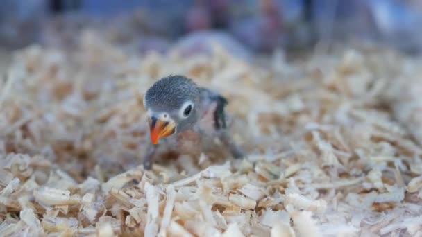 Hayvan pazarında kafesteki papağan yavruları. Yukarıdaki kuşların Bangkok, Tayland 'daki Chatuchak Pazarı' nda küçük bir kafeste tutulması. — Stok video