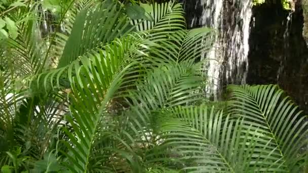 Espalhar água na floresta tropical. Selva tropical fundo exótico com fluxo e folhas verdes suculentas selvagens na floresta. Floresta tropical ou vegetação de jardim. Plantas de paraíso vibrantes frescas folhagem com bokeh — Vídeo de Stock