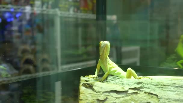 Lagartos bebé que se enfrían en terrario. Pequeño lagarto acostado y descansando dentro de un terrario caliente en el mercado de Chatuchak en Bangkok, Tailandia — Vídeos de Stock