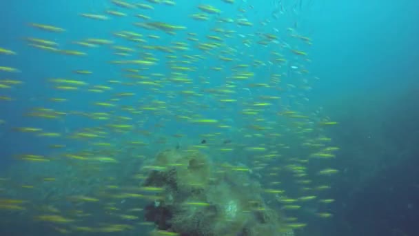 Tengerjáró búvárkodás, víz alatti színes trópusi korallzátonyok. A tengeri halak iskolája mélyen az óceánban. Puha és kemény korallok vízi ökoszisztéma paradicsom háttér. Vízi extrém sport mint hobbi. — Stock videók