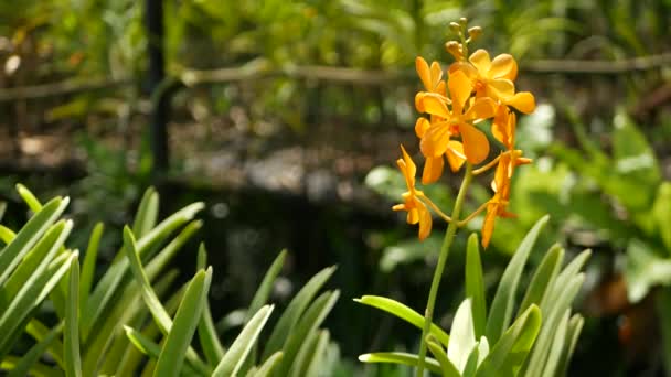 Suddig makro närbild, färgglada tropiska orkidé blomma i vår trädgård, mjuka kronblad bland soliga frodiga lövverk. Abstrakt naturlig exotisk bakgrund med kopieringsutrymme. Blommor och blad mönster — Stockvideo