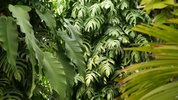 Succosa esotica monstera tropicale lascia sfondo texture, copyspace. Fogliame lussureggiante, verde nel giardino paradisiaco. Astratto naturale verde scuro giungla vegetazione modello di sfondo, foresta pluviale estiva selvaggia. — Video Stock