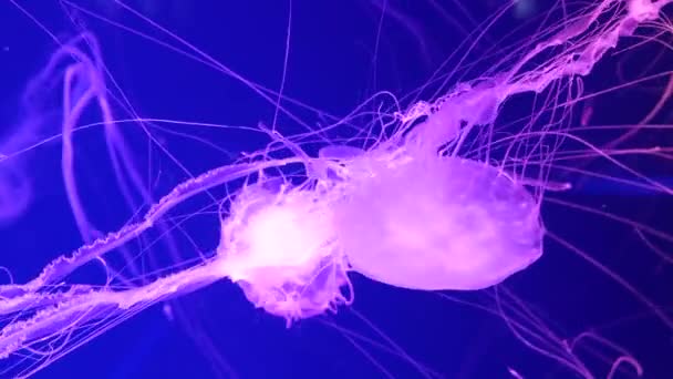 Glanzende levendige fluorescerende kwallen gloeien onder water, donkere neon dynamische pulserende ultraviolette wazige achtergrond. Fantasie hypnotiserende mystieke pcychedelische dans. Levendig fosforiserend kosmisch medusa dansen — Stockvideo