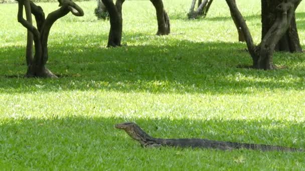 Азійські водяні монітори спостерігають за великими варанистими ящірками, що родяться в Азії. Варан-рятівник на зеленій траві біля берега річки, озера або ставка. На полювання карнівора. Дикий хижак дракона на вулиці Бангкоку. — стокове відео