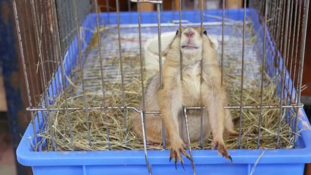 Sufrimiento infeliz lindo cachorro de pradera perro, jaula en el mercado. Mascotas en venta. Marmota deprimida pidiendo comida. Patas graciosas buscando ayuda. Animal parado tras las rejas. Cerdo enjaulado con ojos tristes. — Vídeo de stock