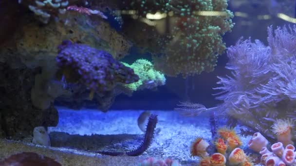 Seahorse amidst corals in aquarium. Close up seahorses swimming near wonderful corals in clean aquarium water. Marine underwater tropical exotic life natural background. — Stock Video