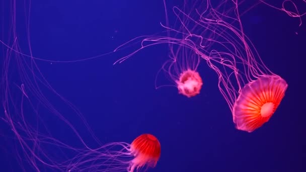 Des méduses fluorescentes brillantes brillent sous l'eau, un fond flou ultraviolet pulsant dynamique néon foncé. Fantaisie hypnotique mystique pcychedelic danse. Méduse cosmique phosphorescente vive dansant