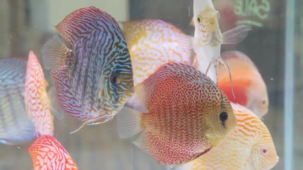 Diversidade de peixes tropicais em aquário decorativo exótico. Sortimento em chatuchak mercado de peixe pet shops. Close up de animais de estimação coloridos exibidos em barracas. Variedade para venda no balcão, negociação no bazar — Vídeo de Stock