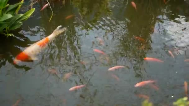 Doğal yeşillik arka planı. Canlı Japon Koi sazan balığı geleneksel bahçe gölünde ya da gölette yüzüyor. Suyun altındaki süslü Çin sazanları. Doğunun şans sembolleri ve iyi şans.. — Stok video
