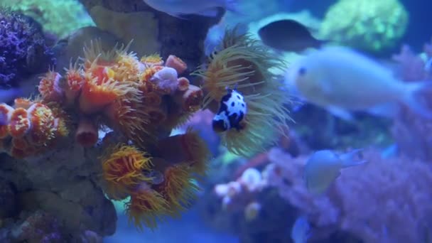 Specie di coralli molli e pesci in acquario di lillà sotto luce uv viola o ultravioletta. Viola fluorescente tropicale paradiso acquatico sfondo esotico, corallo in rosa vibrante fantasia serbatoio decorativo — Video Stock