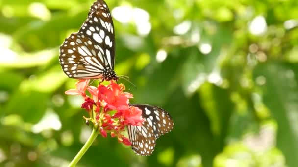 Trópusi egzotikus pillangó a dzsungel esőerdejében, zöld leveleken ülve, makró közelről. Tavaszi paradicsom, buja lombozat természetes háttér, kiszáradt növényzet az erdőben. Friss napos romantikus kert — Stock videók