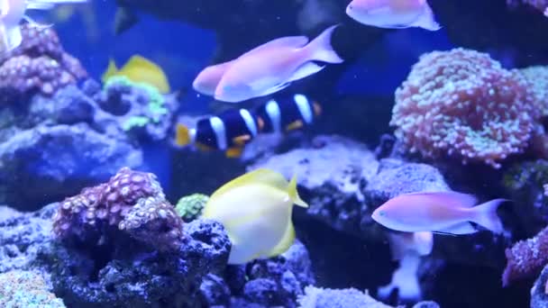 Soorten zachte koralen en vissen in lila aquarium onder violet of ultraviolet uv licht. Paarse fluorescerende tropische aquatische paradijs exotische achtergrond, koraal in roze levendige fantasie decoratieve tank — Stockvideo