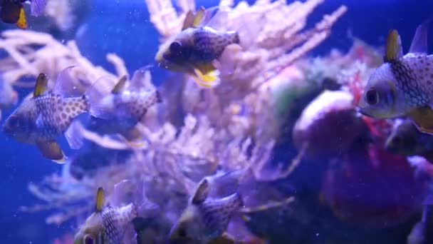 Soorten zachte koralen en vissen in lila aquarium onder violet of ultraviolet uv licht. Paarse fluorescerende tropische aquatische paradijs exotische achtergrond, koraal in roze levendige fantasie decoratieve tank — Stockvideo