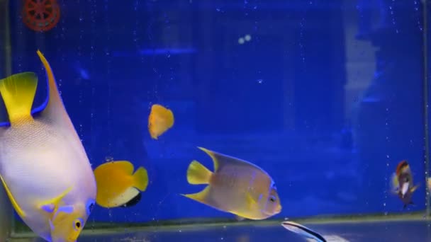 Diversité des poissons tropicaux dans un aquarium décoratif exotique. Assortiment dans chatuchak marché aux poissons animaleries. Gros plan des animaux de compagnie colorés affichés sur les étals. Variété à vendre au comptoir, trading sur bazar — Video