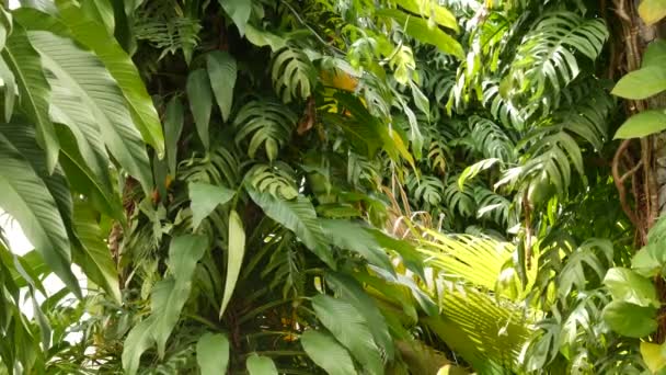 Juicy exotiska tropiska monstera lämnar sömlösa loopas bakgrund. Sommar frodigt lövverk, grönska i paradisets trädgård. Abstrakt naturlig mörkgrön djungel vegetation bakgrund mönster, vilda regnskog — Stockvideo