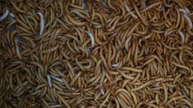 Bir sürü böcek larvası kabın içinde sürünüyor. Marketteki konteynırın dibinde yiyecek hazırlamak için yaşayan küçük solucanlar.