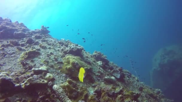 Marine Tauchen, Unterwasser bunte tropische Korallenriffe Meereslandschaft. Schwärme von Meeresfischen tief im Ozean. Weich- und Hartkorallen aquatische Ökosystem Paradies Hintergrund. Wasserextremsport als Hobby. — Stockvideo