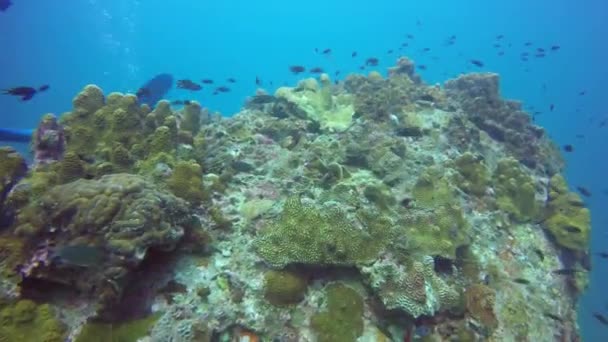 Θαλάσσιες καταδύσεις, Υποβρύχια πολύχρωμα τροπικά κοραλλιογενή ύφαλο. Σχολείο της θάλασσας ψαρεύει βαθιά στον ωκεανό. Μαλακά και σκληρά κοράλλια υδάτινο οικοσύστημα παράδεισο φόντο. Νερό extreme sport ως χόμπι. — Αρχείο Βίντεο