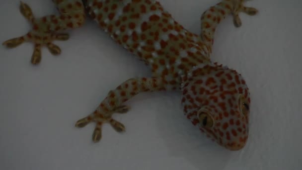 Tockay gecko på grå yta. Från ovan asiatiska arten ödla heter tockay gecko krypa på grå yta på kvällen — Stockvideo