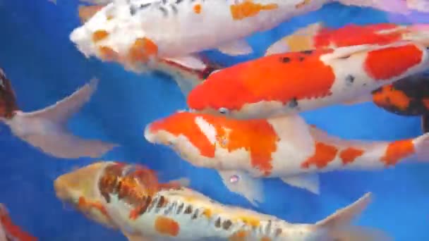 Diversity of tropical fishes in exotic decorative aquarium. Assortment in chatuchak fish market pet shops. Close up of colorful pets displayed on stalls. Variety for sale on counter, trading on bazaar — Stock Video