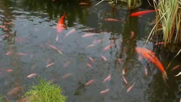 Naturgrüner Hintergrund. Lebendige bunte japanische Koi-Karpfen schwimmen im traditionellen Gartenteich. Chinesische Fancy Carps unter der Wasseroberfläche. Orientalische Symbole des Glücks und des Glücks. — Stockvideo