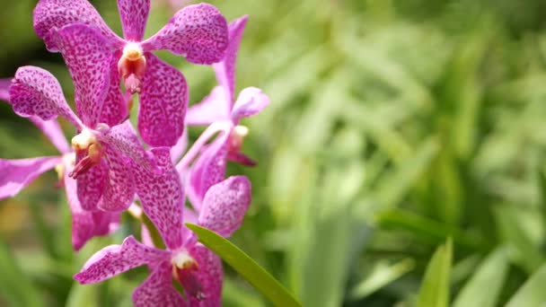 Macro desfocado perto, flor de orquídea tropical colorida no jardim da primavera, pétalas sensíveis entre folhagem exuberante ensolarada. Fundo exótico natural abstrato com espaço de cópia. Flor floral e padrão de folhas — Vídeo de Stock