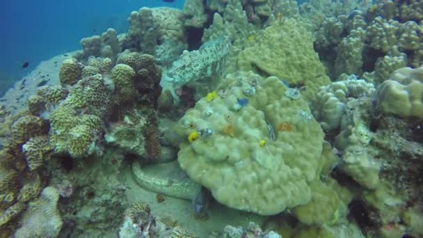 Buceo marino, Submarino colorido arrecife de coral tropical paisaje marino. Morena venenosa peligrosa murena anguila profunda en el océano. Corales ecosistema acuático paraíso fondo. Agua deporte extremo hobby . — Vídeo de stock