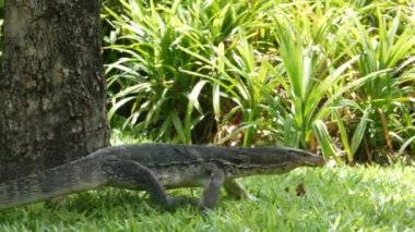 Asya 'da yaygın olan su, Asya' ya özgü büyük bir varanid kertenkelesini gözlüyor. Nehir kenarındaki yeşil çimlerde, göl veya göl kıyısındaki Varanus hurdacıları. Etobur Sürüngen avı. Vahşi ejderha avcısı Bangkok caddesinde