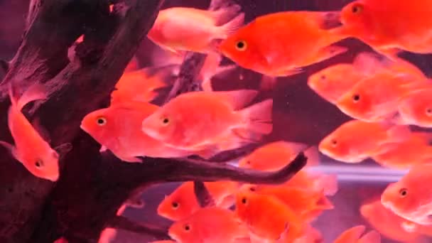Diversidade de peixes tropicais em aquário decorativo exótico. Sortimento em chatuchak mercado de peixe pet shops. Close up de animais de estimação coloridos exibidos em barracas. Variedade para venda no balcão, negociação no bazar — Vídeo de Stock