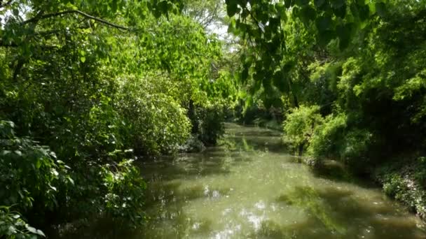 Спокійний ставок у зеленому парку. Зелені дерева, що ростуть на березі спокійного озера з брудною водою в сонячний літній день в парку в Азії. — стокове відео