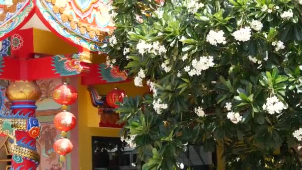Tradiční orientální taoista čínský klášter chrám detaily střechy, slavnostní dračí dekorace. Klasický asijský náboženský vícebarevný svatyně nebo pagoda v květu plumeria frangipani květiny na slunný den — Stock video