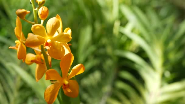 Macro desfocado perto, flor de orquídea tropical colorida no jardim da primavera, pétalas sensíveis entre folhagem exuberante ensolarada. Fundo exótico natural abstrato com espaço de cópia. Flor floral e padrão de folhas — Vídeo de Stock