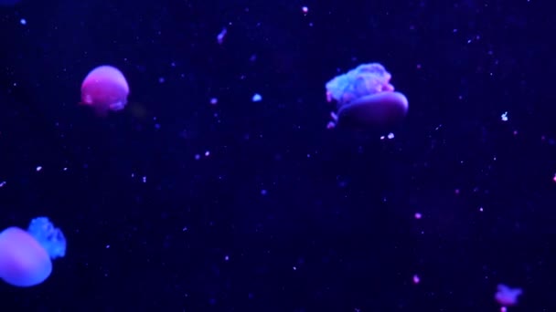 鲜活的荧光水母在水下发光，黑暗的霓虹灯动态脉动紫外线模糊了无缝环路背景。幻想催眠神秘主义松质舞。新月形宇宙奖章a — 图库视频影像