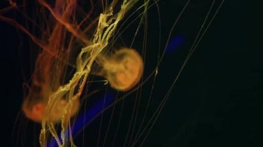 Parlak parlak floresan denizanası su altında parlıyor, karanlık neon dinamiği ultraviyole titreşimli bulanık arka plan. Fantezi hipnotik mistik psikkedelik dans. Canlı fosforlu kozmik medusa dansı