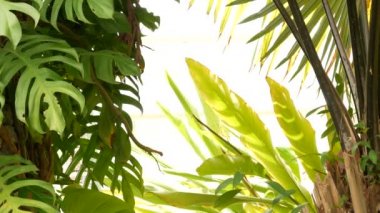 Sulu, egzotik tropikal canavar doku arka planı, kopyalanma alanı bırakır. Yeşillik, cennet bahçesinde yeşillik. Soyut koyu yeşil orman bitki örtüsü deseni, vahşi yaz yağmur ormanları..