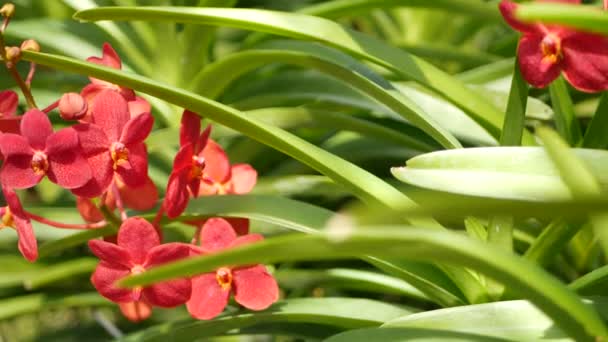 붉은 매크로를 가까이 서 보면, 봄 정원에는 화려 한 열대 난초가 피어 있고 햇빛이 잘 드는 푸른 잎들 사이에는 연한 꽃잎이 있습니다. 복사 공간과 노골적 인 자연적 인 이국적 인 배경. 꽃봉오리와 잎 무늬 — 비디오