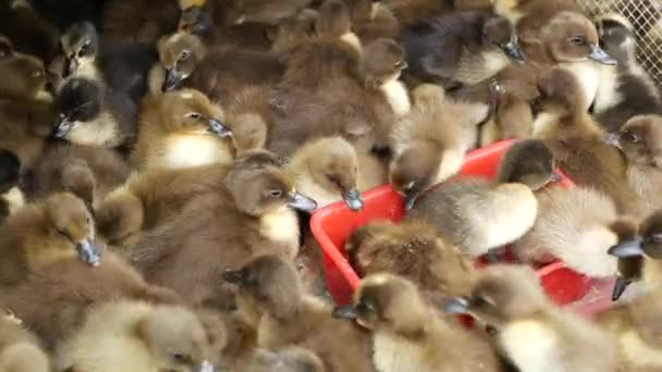 Muitas miúdas de pato na gaiola. De cima filhotes de pato fofos para venda sendo mantidos em gaiola superlotada no Mercado Chatuchak em Bangkok, Tailândia — Vídeo de Stock