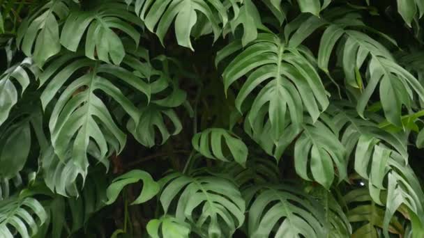 Soczyste egzotyczne potwory tropikalne pozostawia tło tekstury, przestrzeń do kopiowania. Bujne liście, zieleń w rajskim ogrodzie. Streszczenie naturalny ciemnozielony dżungla roślinność tło wzór, dziki letni las deszczowy. — Wideo stockowe