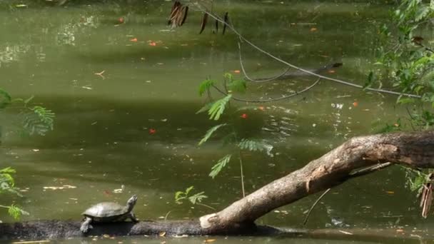 Asiático monitor de água comum grande lagarto varanida nativa da Ásia. Varanus salvador na grama verde perto da margem do rio, lago ou lagoa. Caça aos répteis carnívoros. predador dragão selvagem na rua Bangkok — Vídeo de Stock