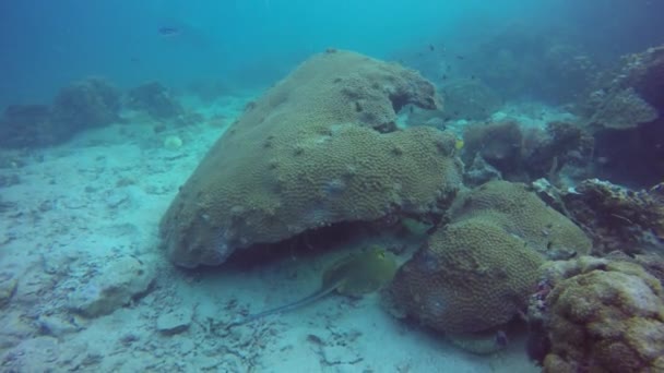 Θαλάσσιες καταδύσεις, Υποβρύχια πολύχρωμα τροπικά κοραλλιογενή ύφαλο. Επικίνδυνο δηλητηριώδες Μορέι Μορένα χέλι βαθιά στον ωκεανό. Κοράλλια υδάτινο οικοσύστημα παράδεισο φόντο. Νερό extreme sport χόμπι. — Αρχείο Βίντεο