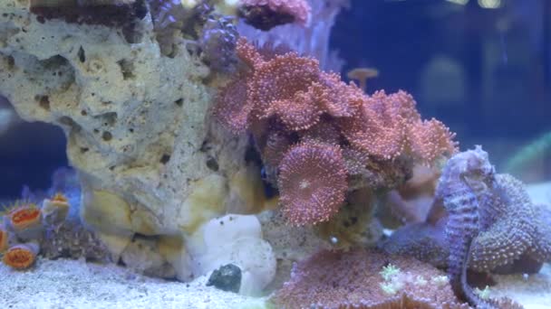 Caballo de mar en medio de corales en el acuario. Cerca de caballitos de mar nadando cerca de maravillosos corales en agua limpia del acuario. Marino tropical submarino vida exótica fondo natural. — Vídeos de Stock
