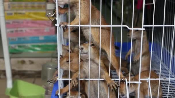 Sufrimiento infeliz lindo cachorro de pradera perro, jaula en el mercado. Mascotas en venta. Marmota deprimida pidiendo comida. Patas graciosas buscando ayuda. Animales tras las rejas. Familia de cerdos enjaulados con ojos tristes. — Vídeos de Stock