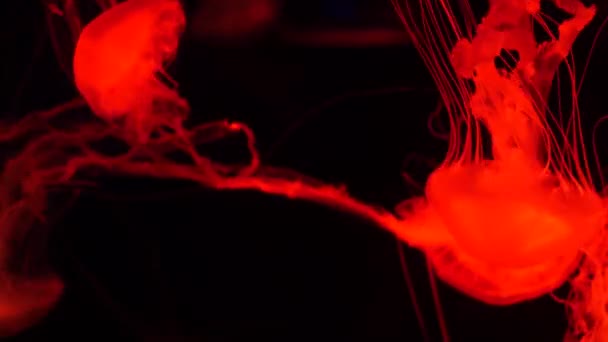 Des méduses fluorescentes brillantes brillent sous l'eau, un fond flou ultraviolet pulsant dynamique néon foncé. Fantaisie hypnotique mystique pcychedelic danse. Méduse cosmique phosphorescente vive dansant